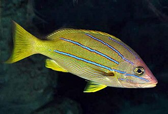 ภาพ ปลา viridis (Lutjanus viridis)
