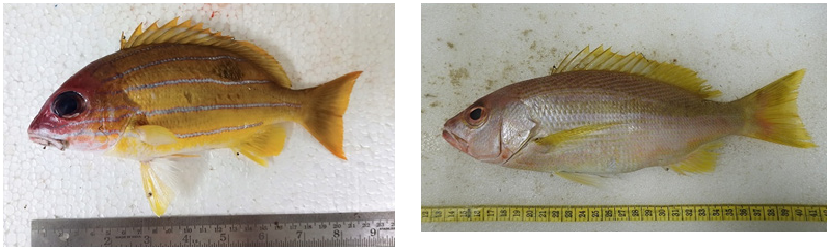 ภาพ ปลา vitta (Lutjanus vitta)