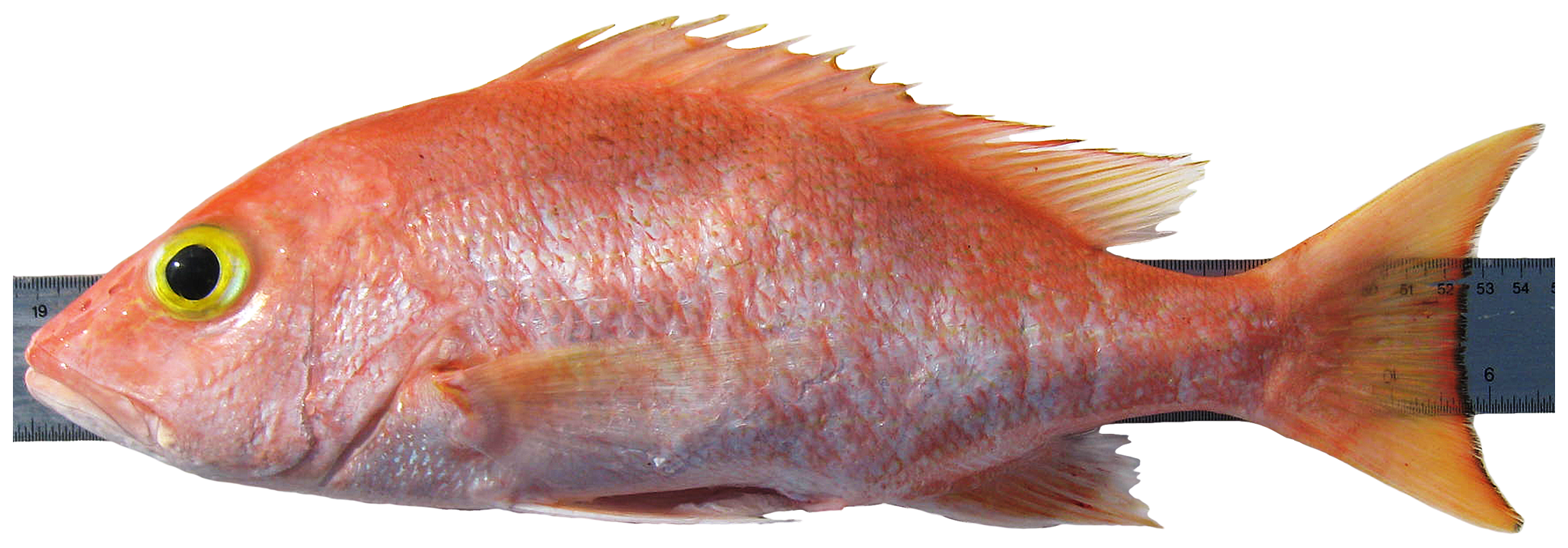 ภาพ ปลา vivanus (Lutjanus vivanus)