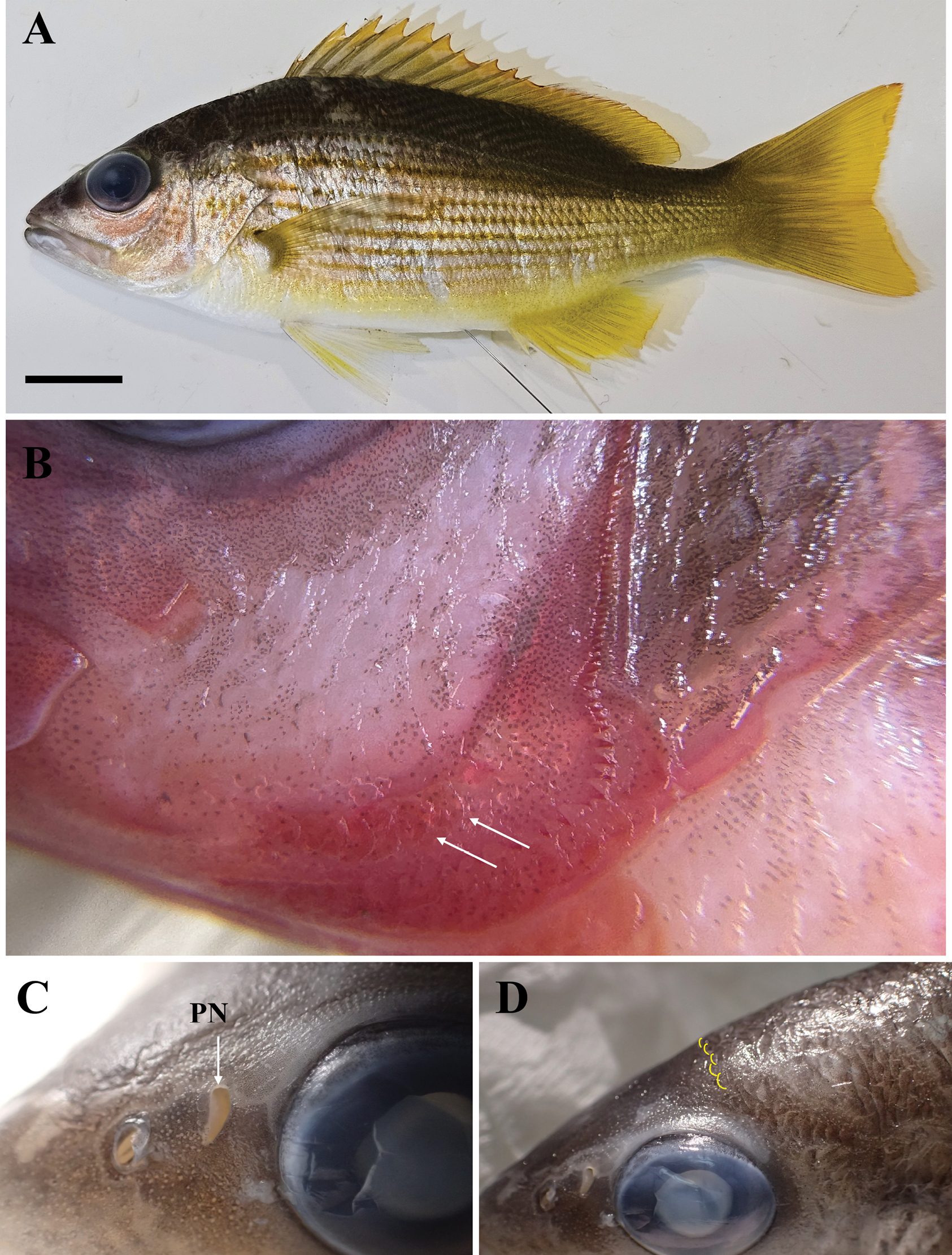 ภาพ ปลา xanthopinnis (Lutjanus xanthopinnis)
