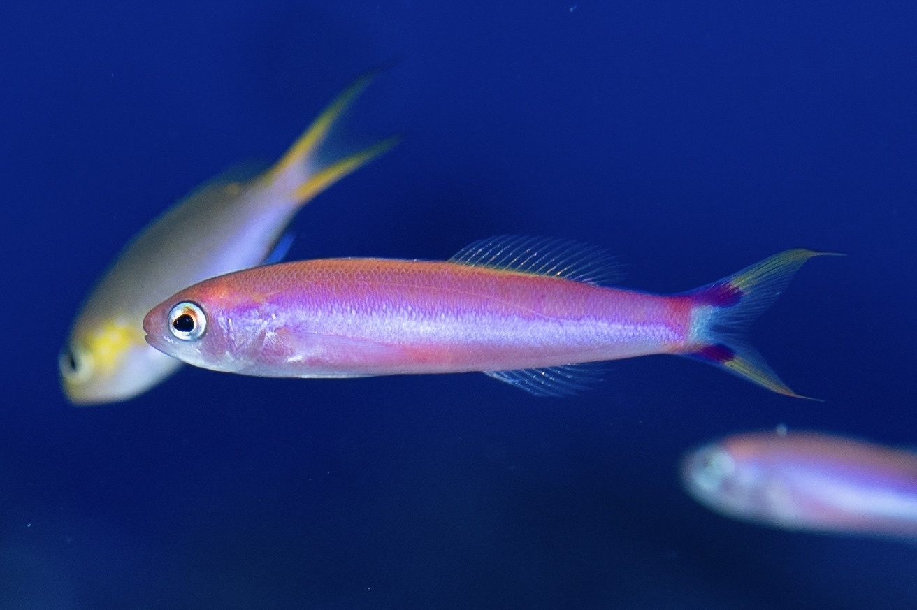ภาพ ปลานางฟ้า earlei (Luzonichthys earlei)