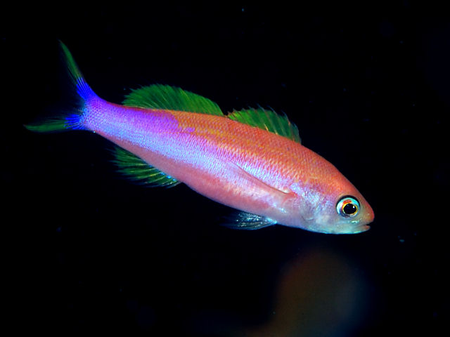 ภาพ ปลานางฟ้าลายเส้น (Luzonichthys taeniatus)