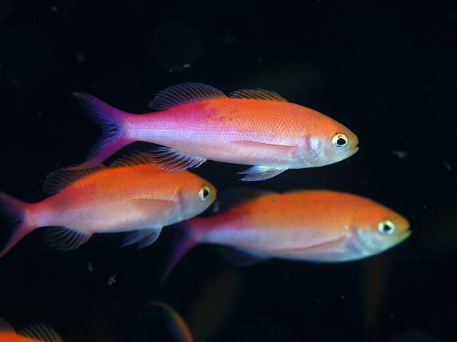 ภาพ ปลานางฟ้า waitei (Luzonichthys waitei)