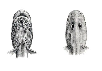 ภาพ ปลา muraena (Lycenchelys muraena)
