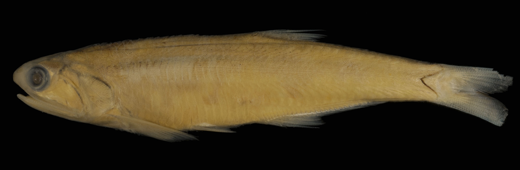 ภาพ ปลา figueiredoi (Lycengraulis figueiredoi)