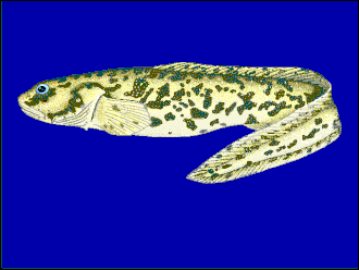 ภาพ ปลา antarcticus (Lycodichthys antarcticus)