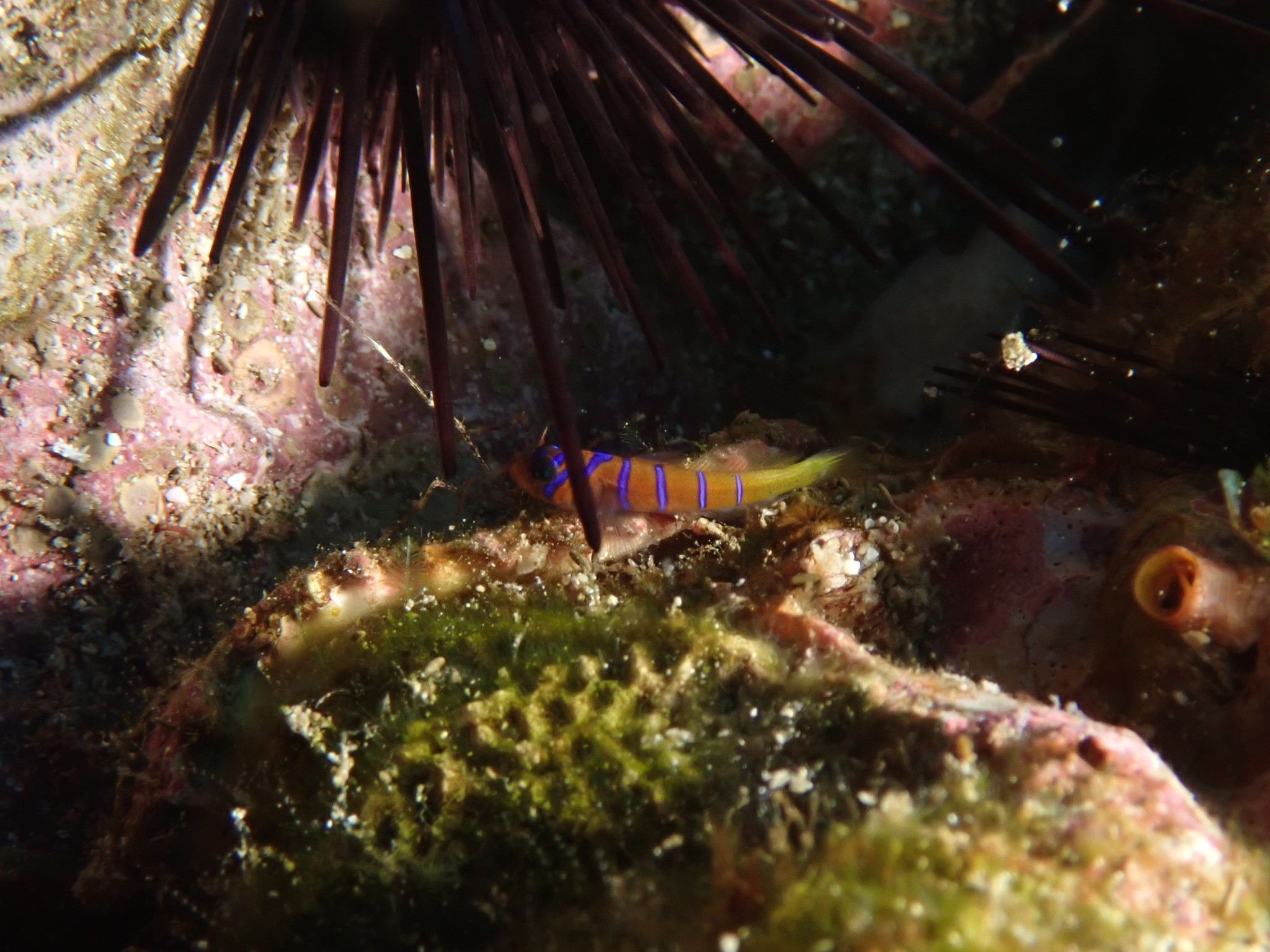 ภาพ ปลาบู่น้ำเงินลายบั้งบู่ (Lythrypnus cobalus)