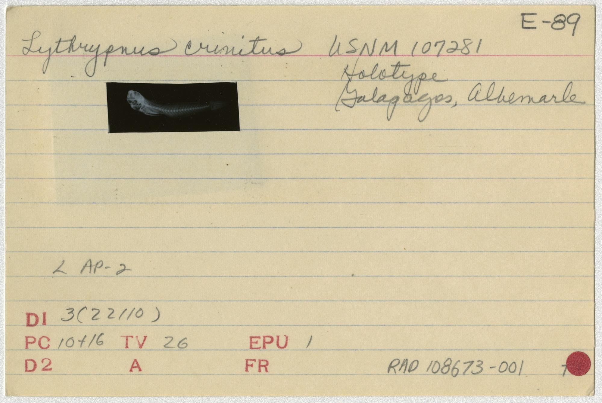 ภาพ ปลาบู่ crinitus (Lythrypnus crinitus)