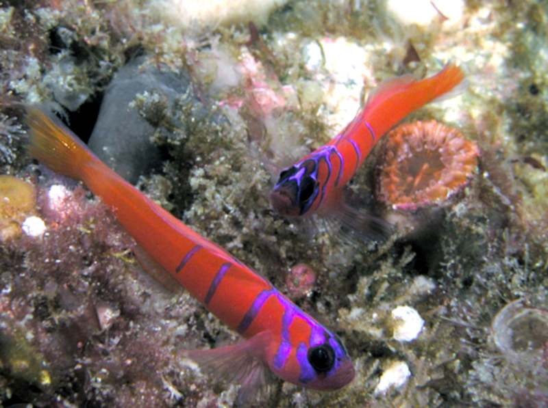 ภาพ ปลาบู่น้ำเงินลายบั้งบู่ (Lythrypnus dalli)