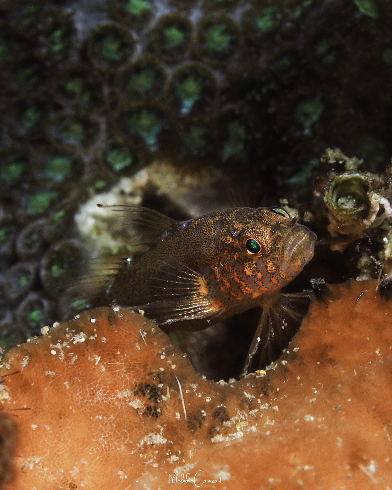 ภาพ ปลาบู่แคระบู่ (Lythrypnus elasson)