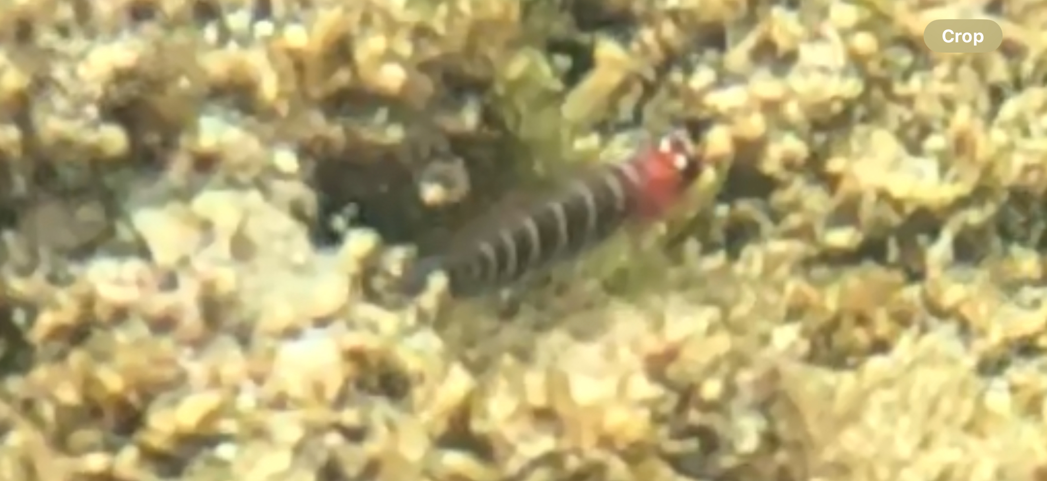 ภาพ ปลาบู่น้ำเงินลายบั้งบู่ (Lythrypnus gilberti)