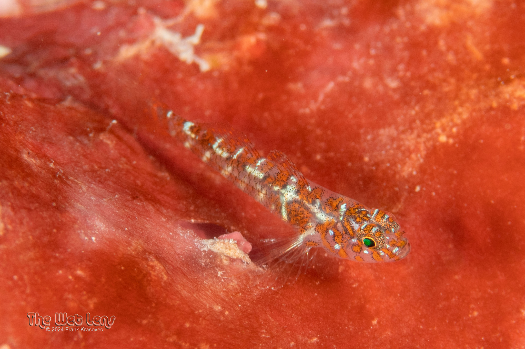 ภาพ ปลาบู่บู่ (Lythrypnus heterochroma)