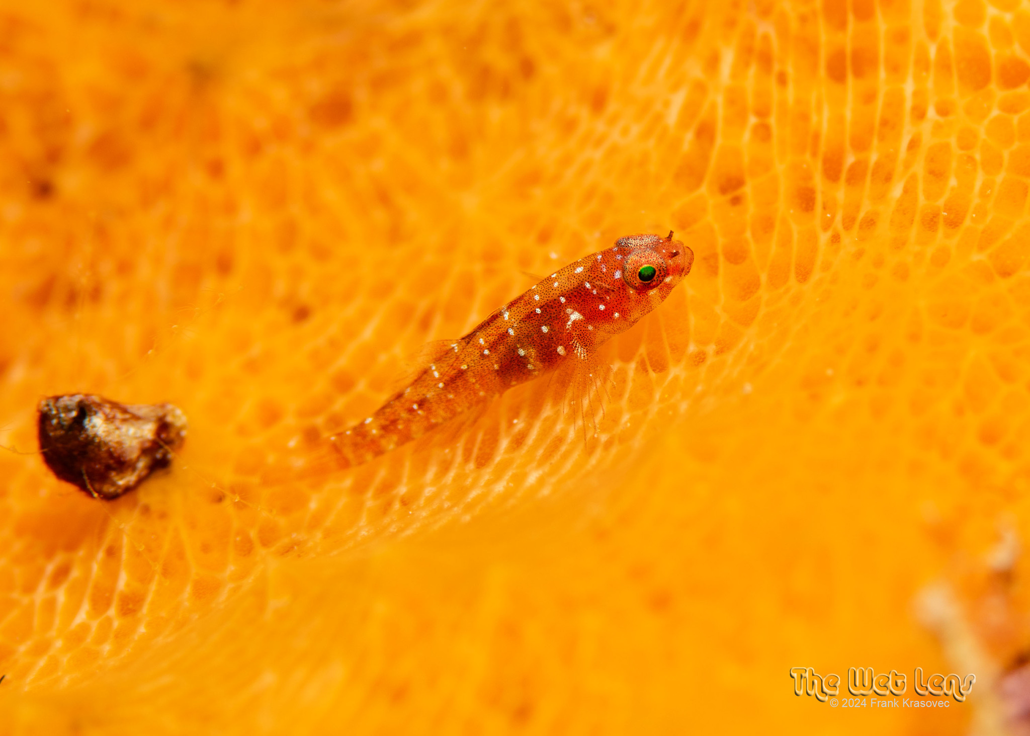 ภาพ ปลาบู่แคระบู่ (Lythrypnus minimus)