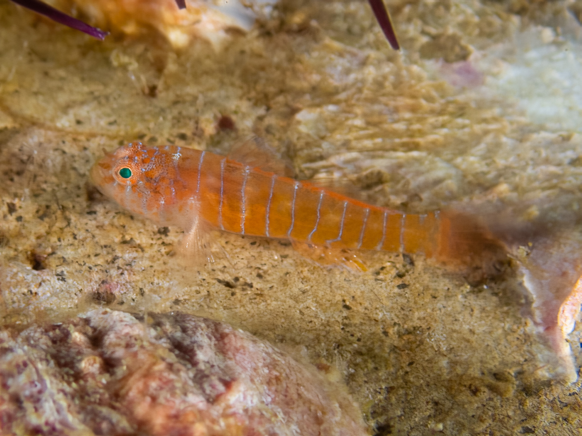 ภาพ ปลาบู่บู่ (Lythrypnus phorellus)
