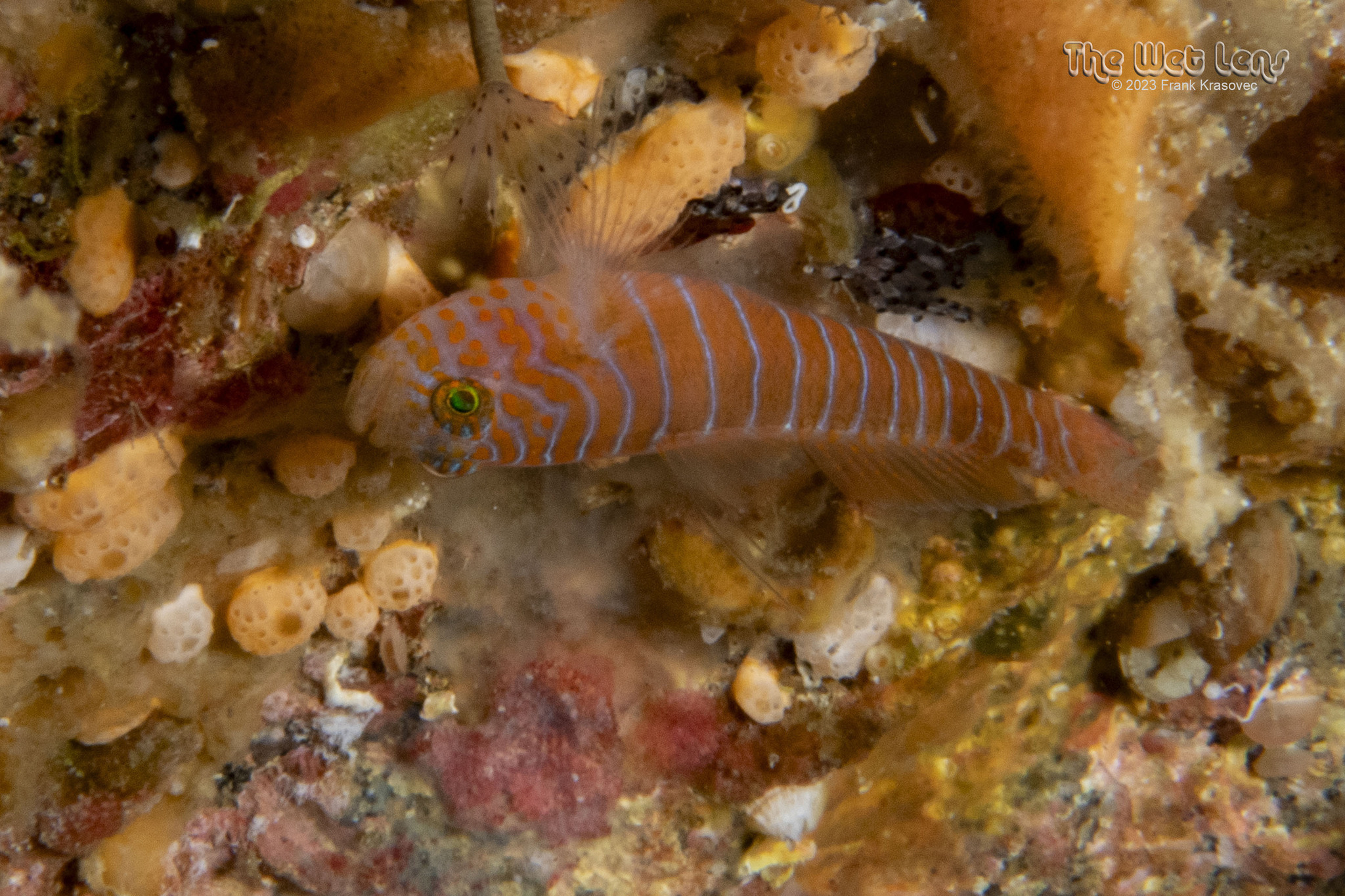 ภาพ ปลาบู่บู่ (Lythrypnus pulchellus)