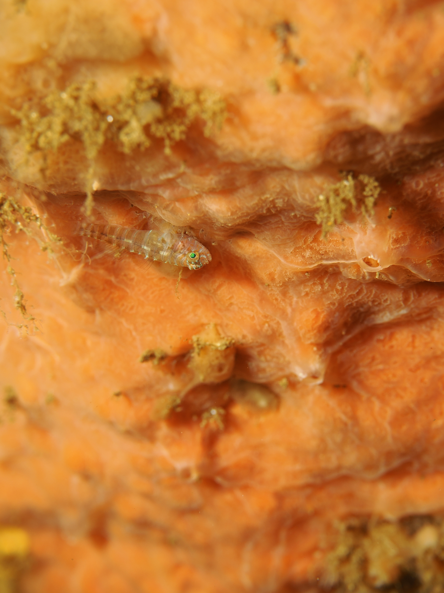 ภาพ ปลาบู่บู่ (Lythrypnus rhizophora)