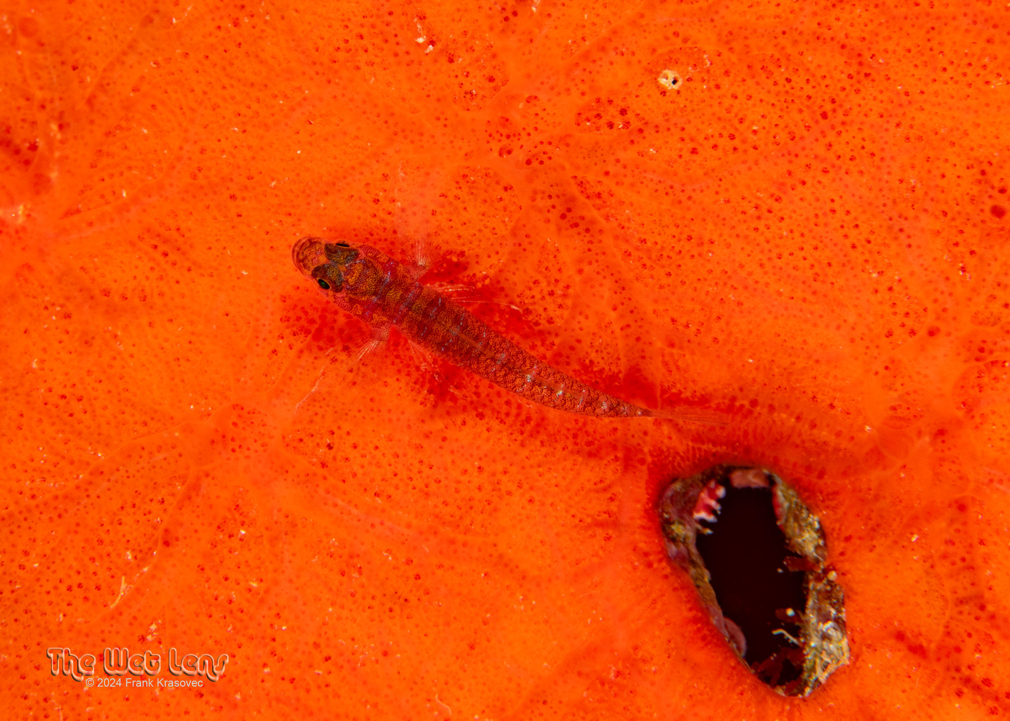 ภาพ ปลาบู่บู่ (Lythrypnus spilus)