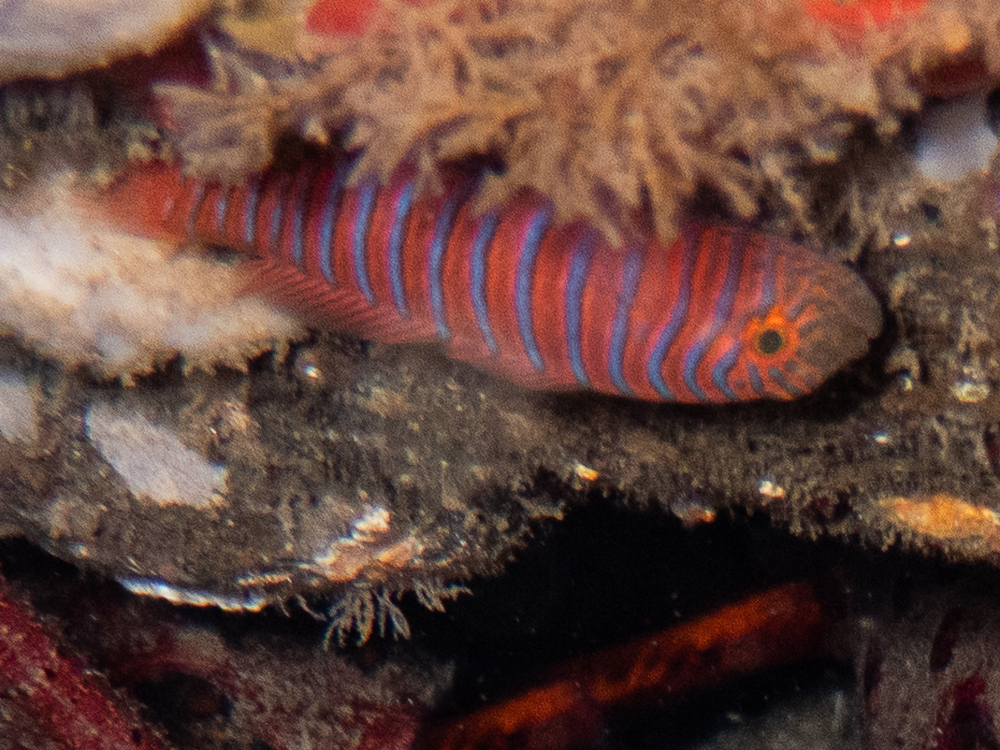 ภาพ ปลาบู่ลายม้าลายบู่ (Lythrypnus zebra)