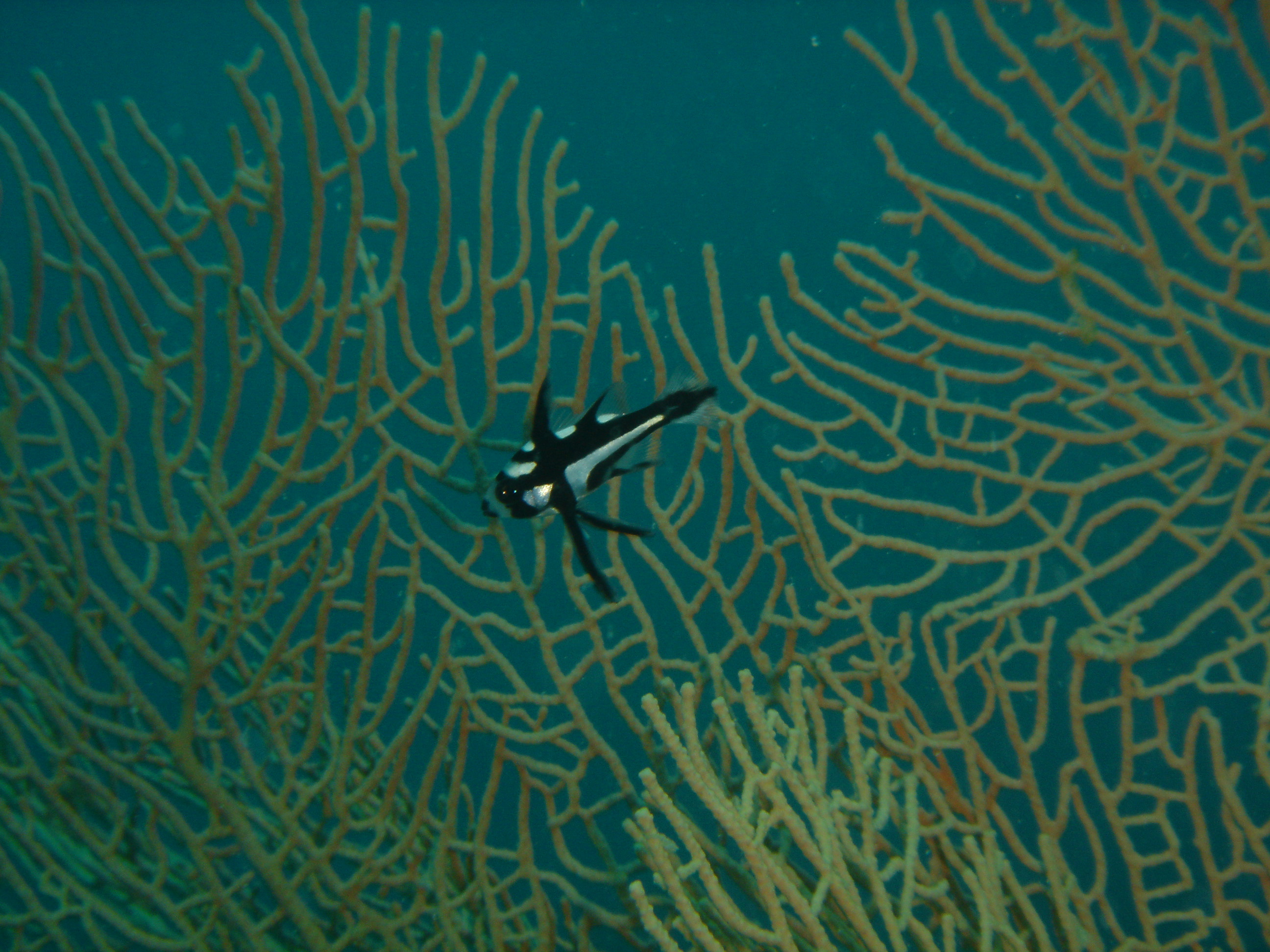 ภาพ ปลา macularis (Macolor macularis)