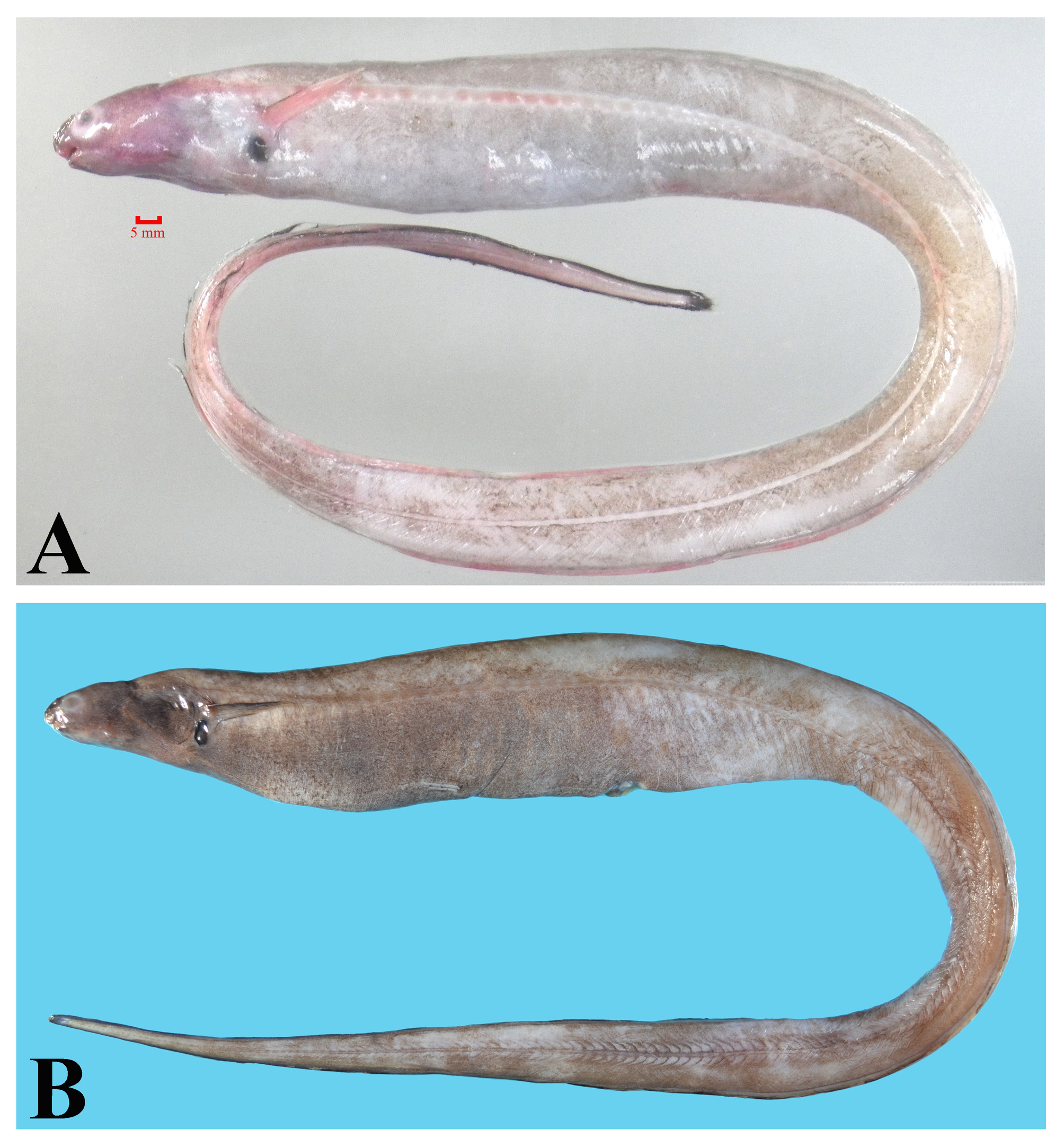 ภาพ ปลา brachialis (Macrocephenchelys brachialis)