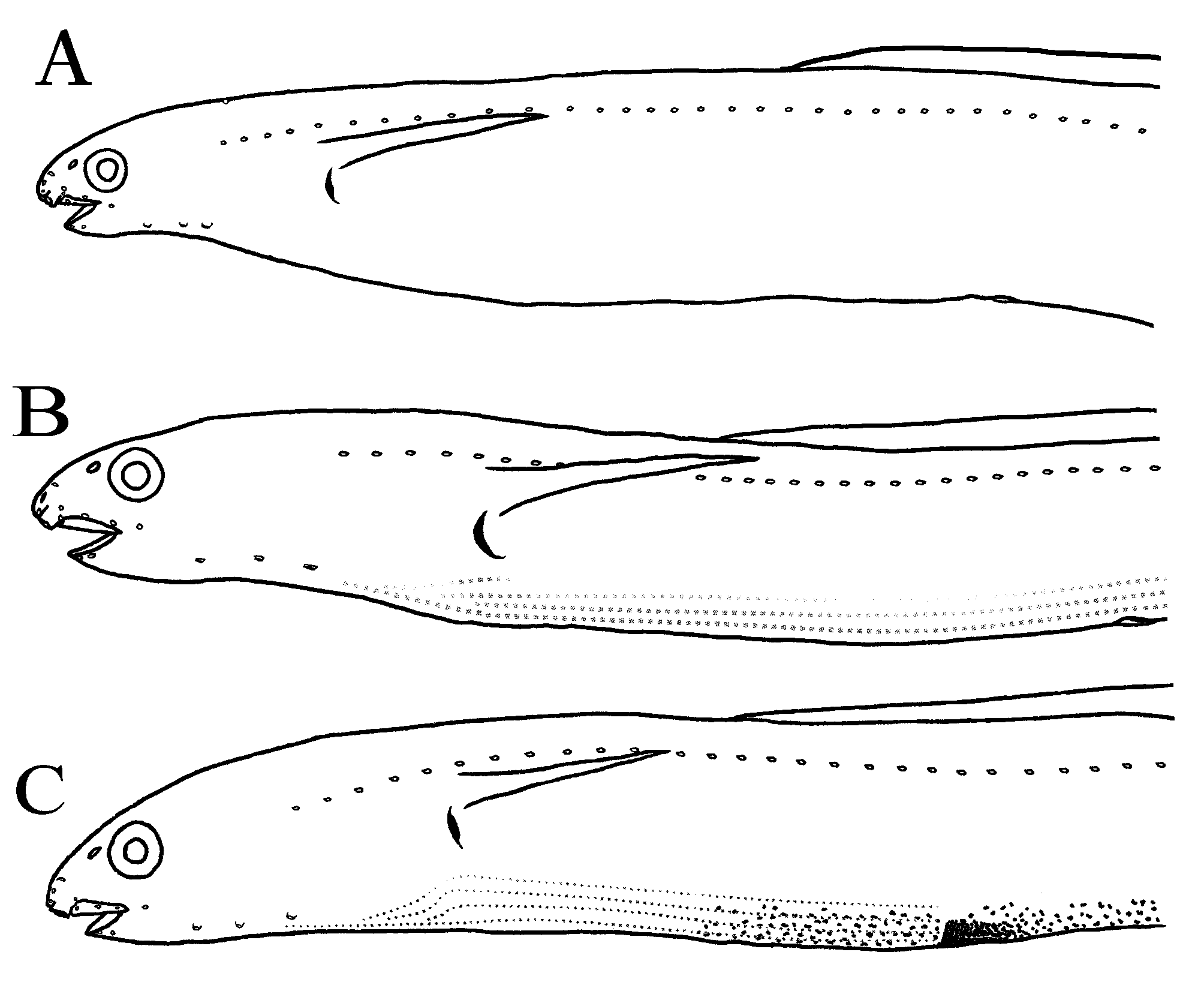 ภาพ ปลา nigriventris (Macrocephenchelys nigriventris)