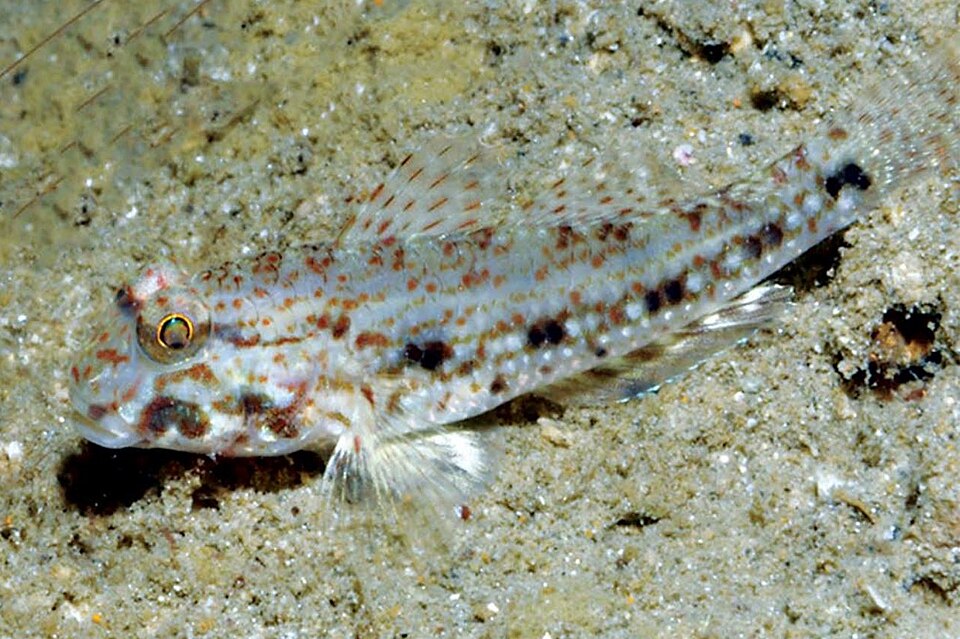 ภาพ ปลาบู่บู่ (Macrodontogobius wilburi)