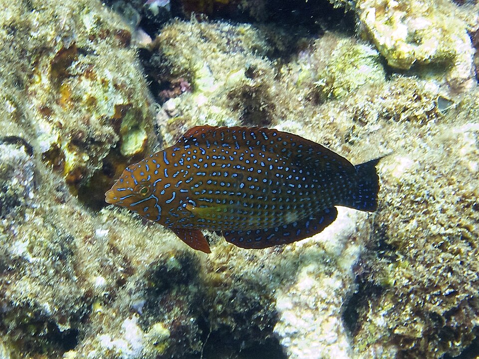 ภาพ ปลานกขุนทองลายตาข่าย geoffroy (Macropharyngodon geoffroy)
