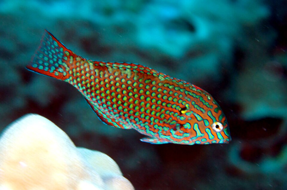ภาพ ปลานกขุนทองลายตาข่ายลายเสือดาว (Macropharyngodon meleagris)