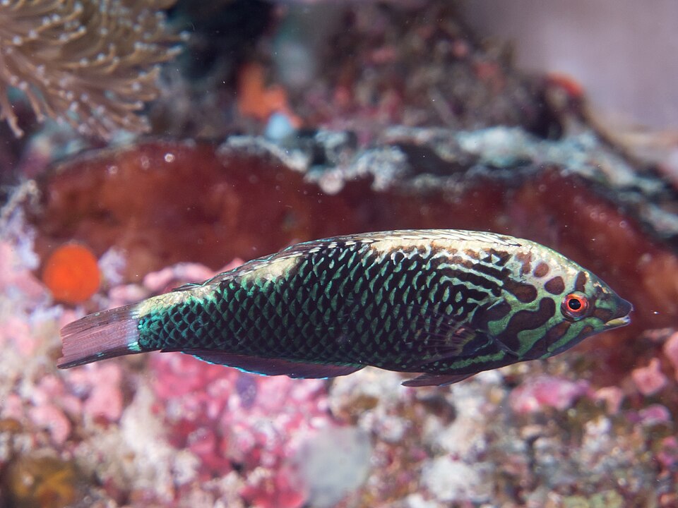 ภาพ ปลานกขุนทองลายตาข่ายดำลายเสือดาว (Macropharyngodon negrosensis)