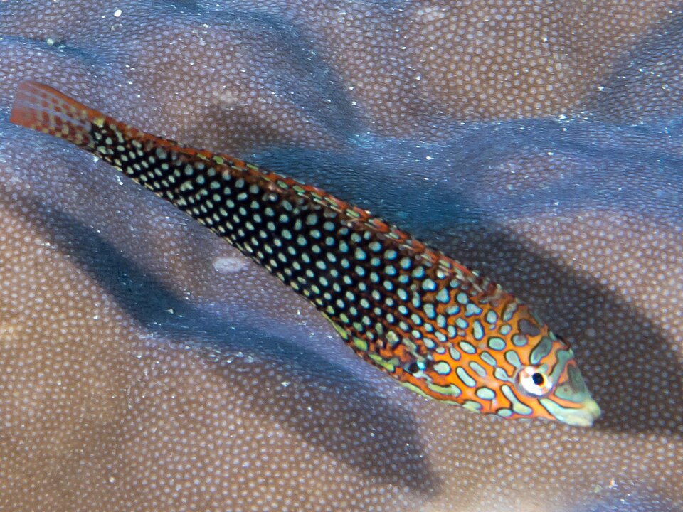 ภาพ ปลานกขุนทองลายตาข่ายเทียมลายเสือดาว (Macropharyngodon ornatus)
