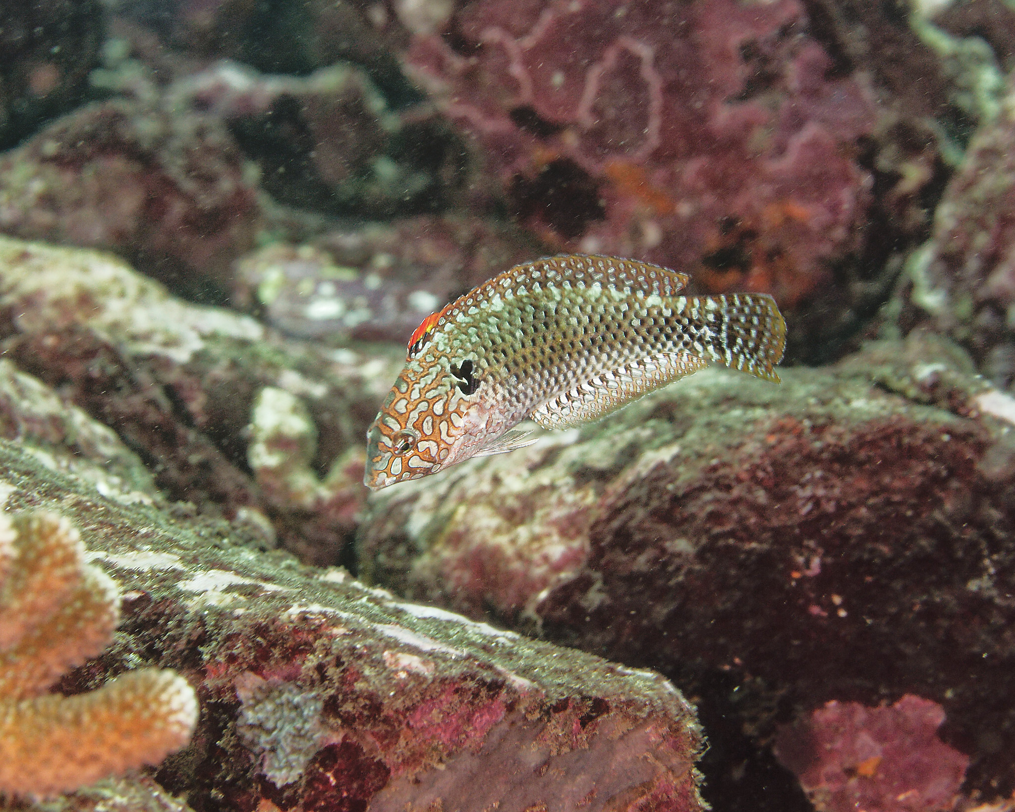 ภาพ ปลานกขุนทองลายตาข่าย pakoko (Macropharyngodon pakoko)
