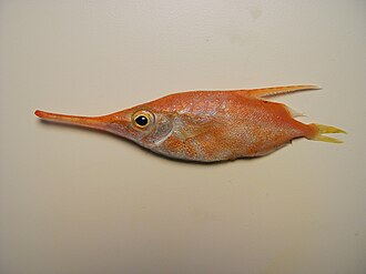 ภาพ ปลา gracilis (Macroramphosus gracilis)