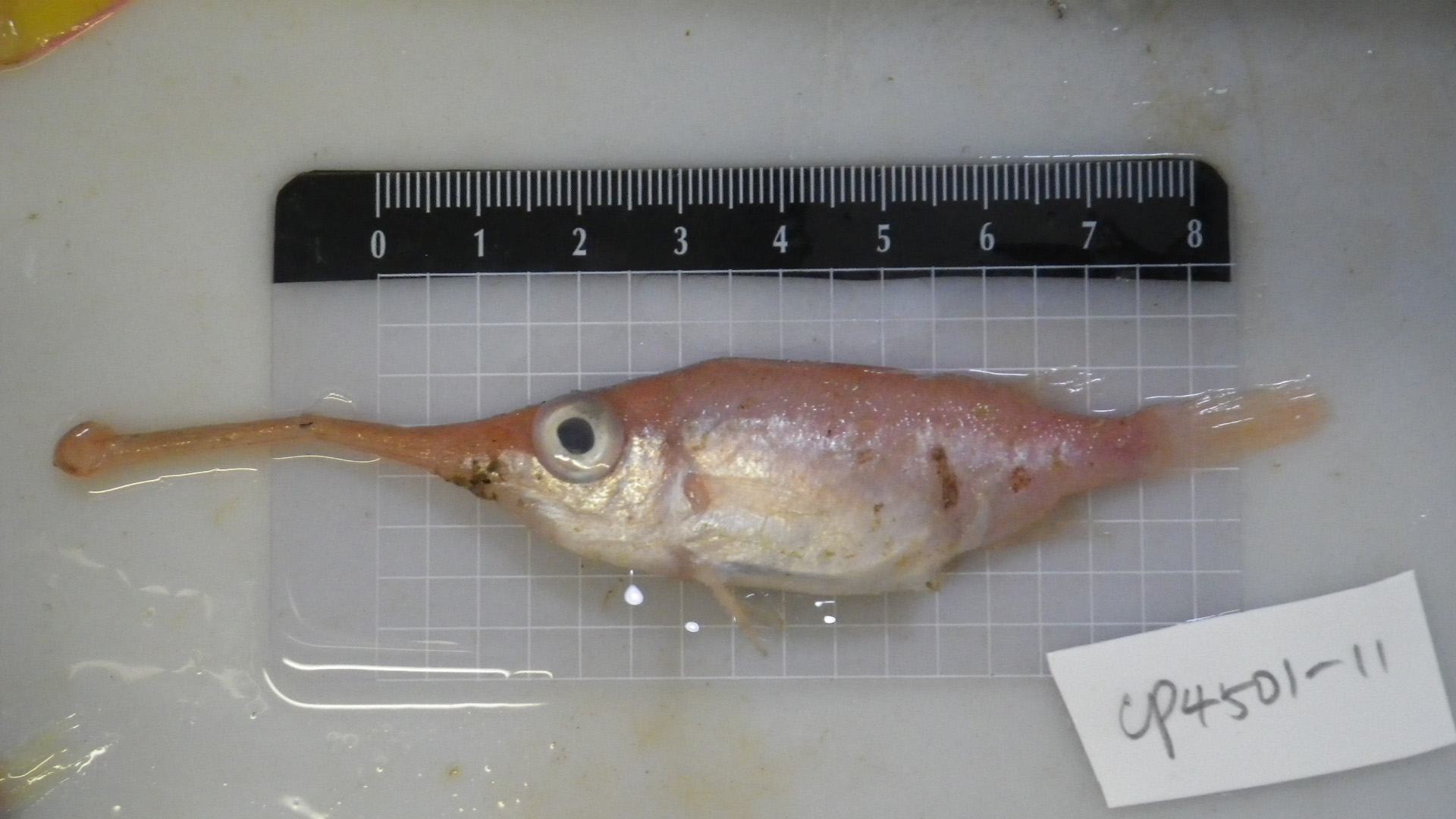 ภาพ ปลา uradoi (Macrorhamphosodes uradoi)