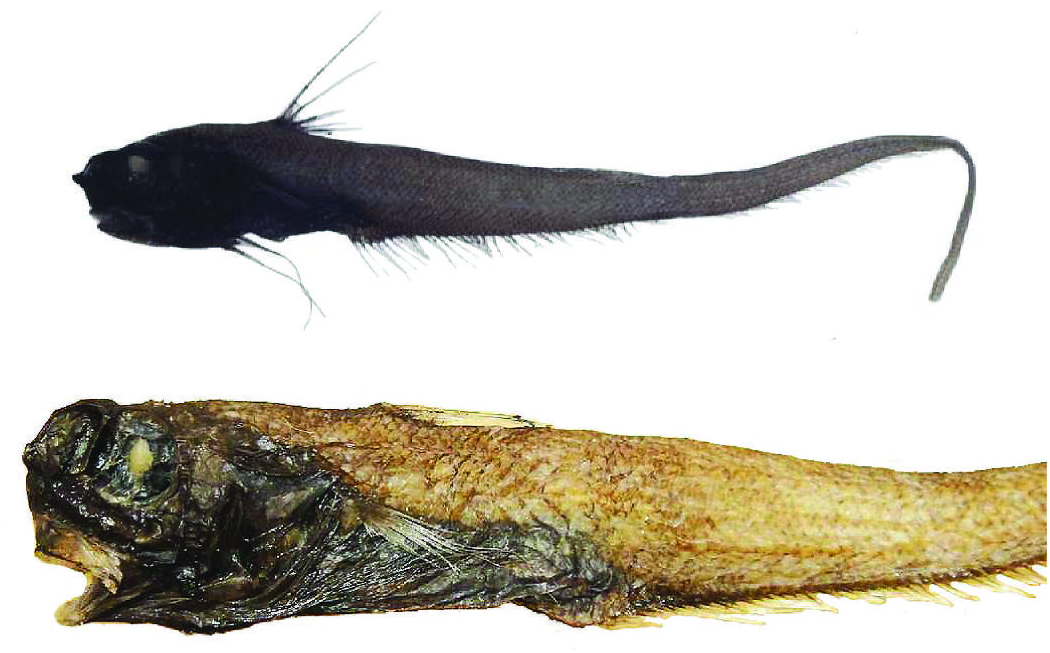 ภาพ ปลา phalacra (Macrosmia phalacra)