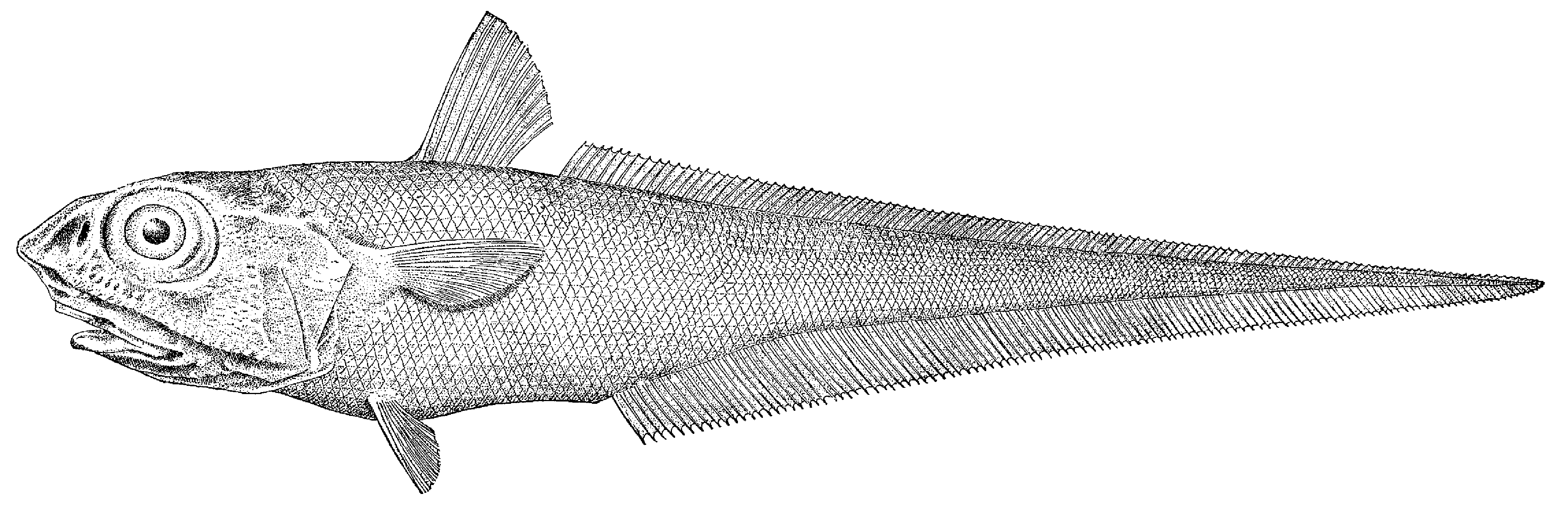ภาพ ปลา berglax (Macrourus berglax)