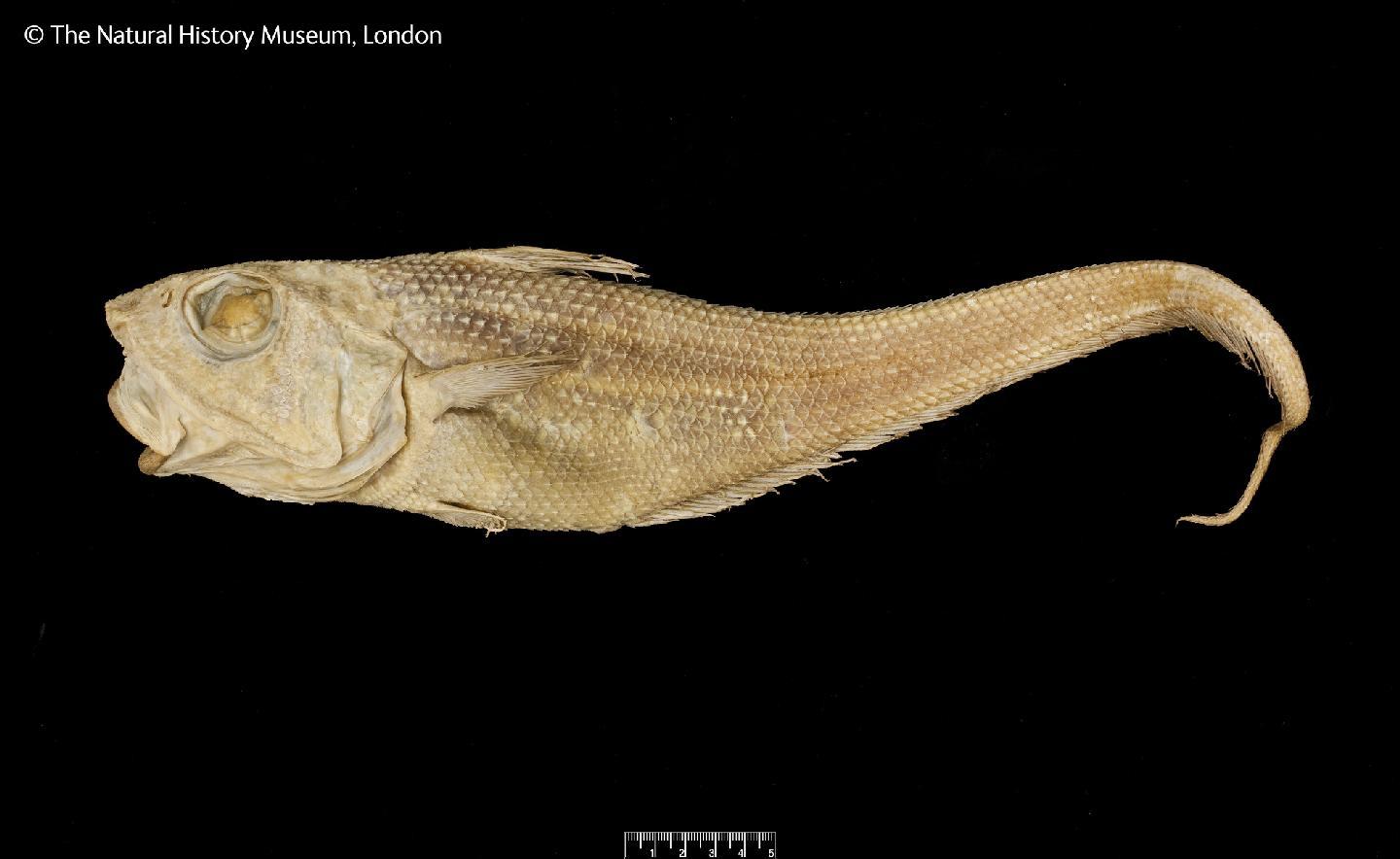 ภาพ ปลา carinatus (Macrourus carinatus)