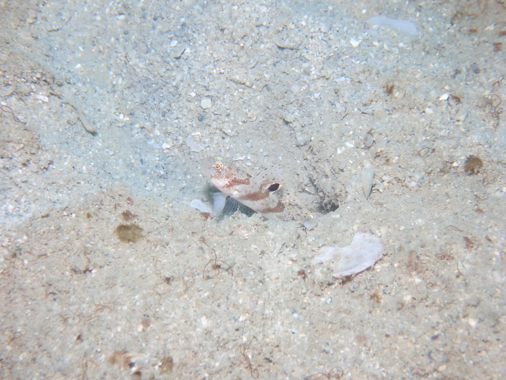 ภาพ ปลาบู่จิ๋ว (Mahidolia paucipora)