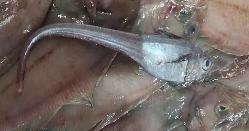 ภาพ ปลา laevis (Malacocephalus laevis)