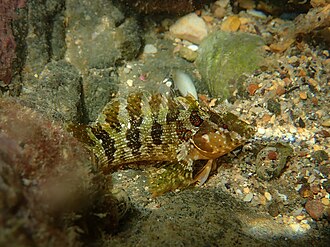 ภาพ ปลา africanus (Malacoctenus africanus)