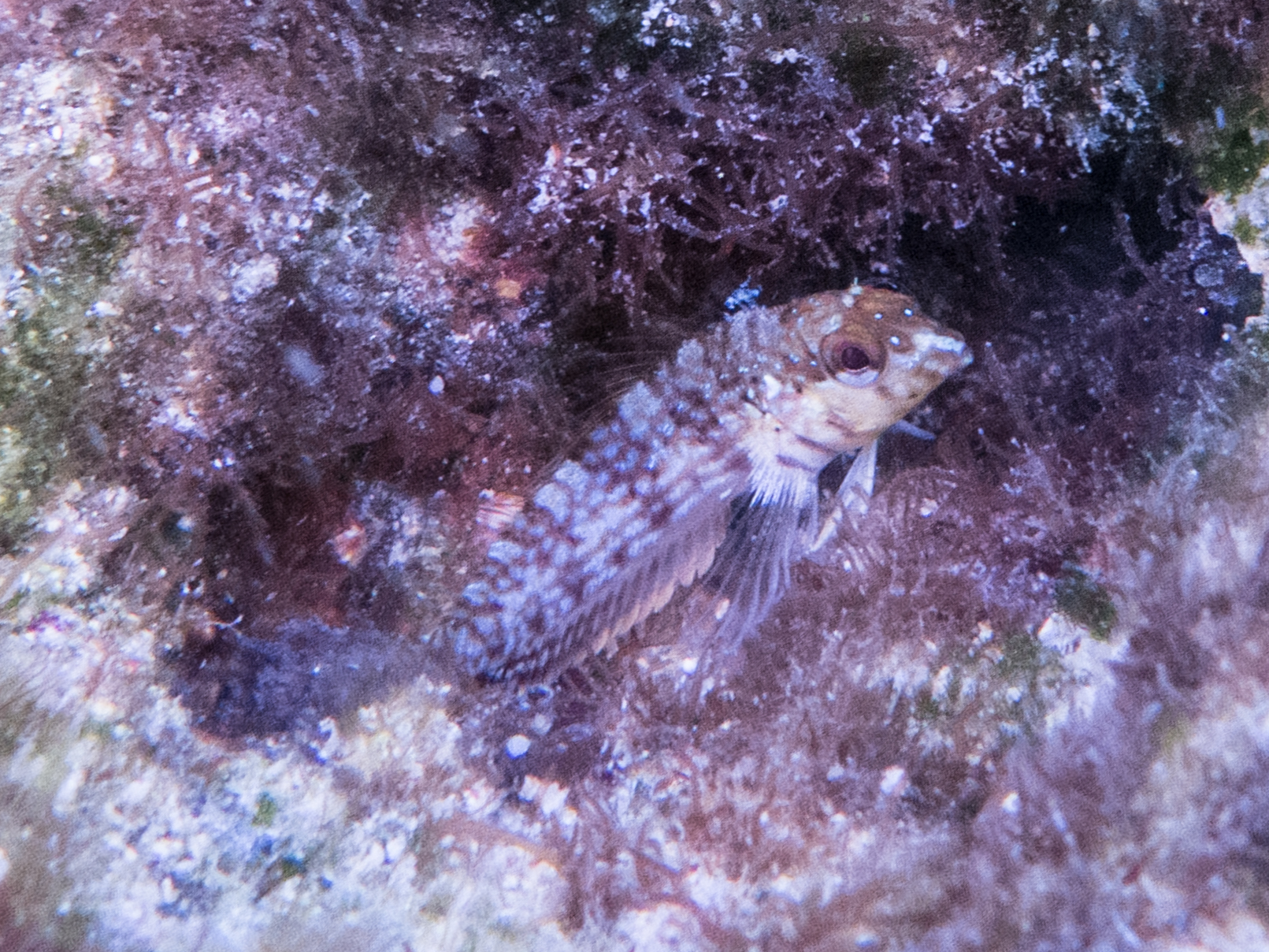 ภาพ ปลา aurolineatus (Malacoctenus aurolineatus)