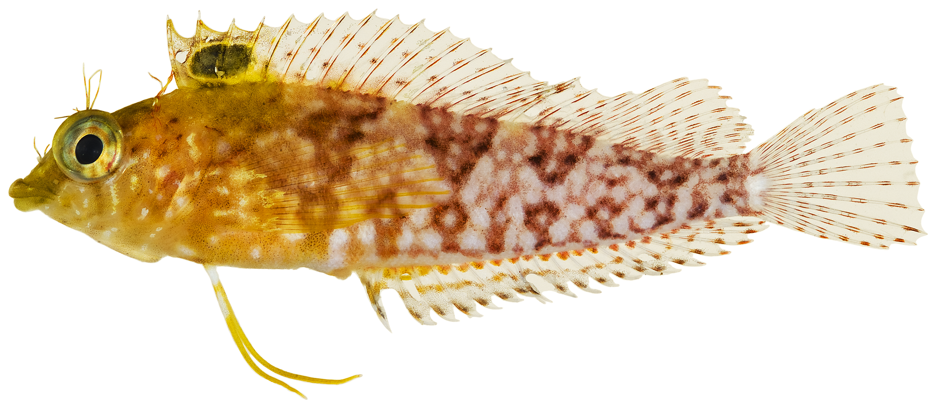 ภาพ ปลา boehlkei (Malacoctenus boehlkei)