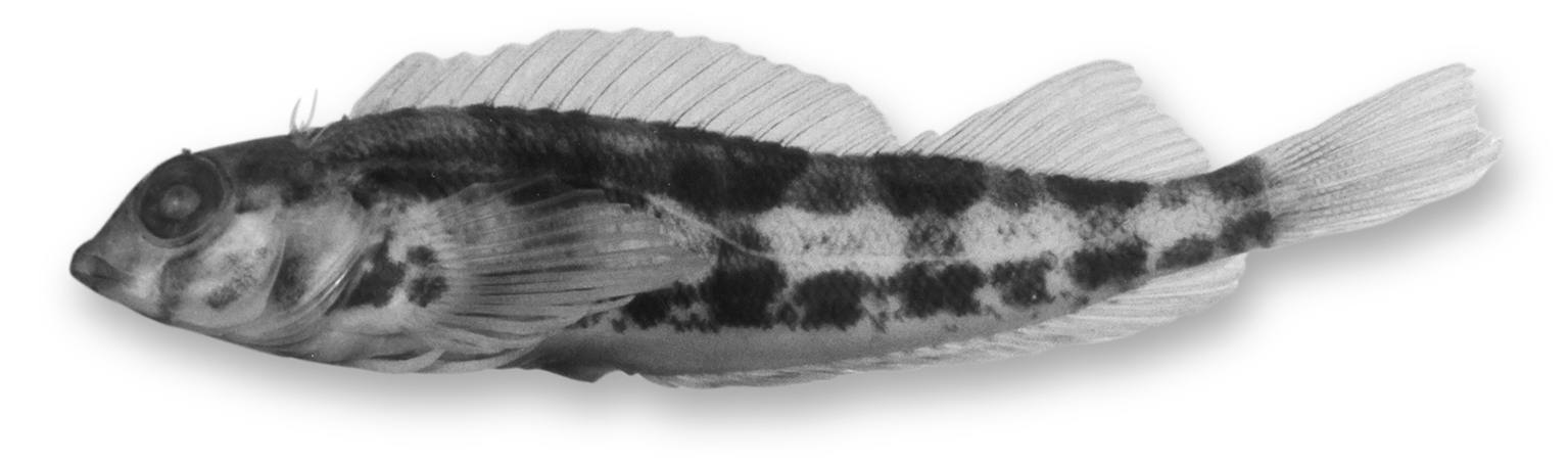 ภาพ ปลา brunoi (Malacoctenus brunoi)