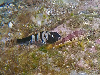 ภาพ ปลา ebisui (Malacoctenus ebisui)