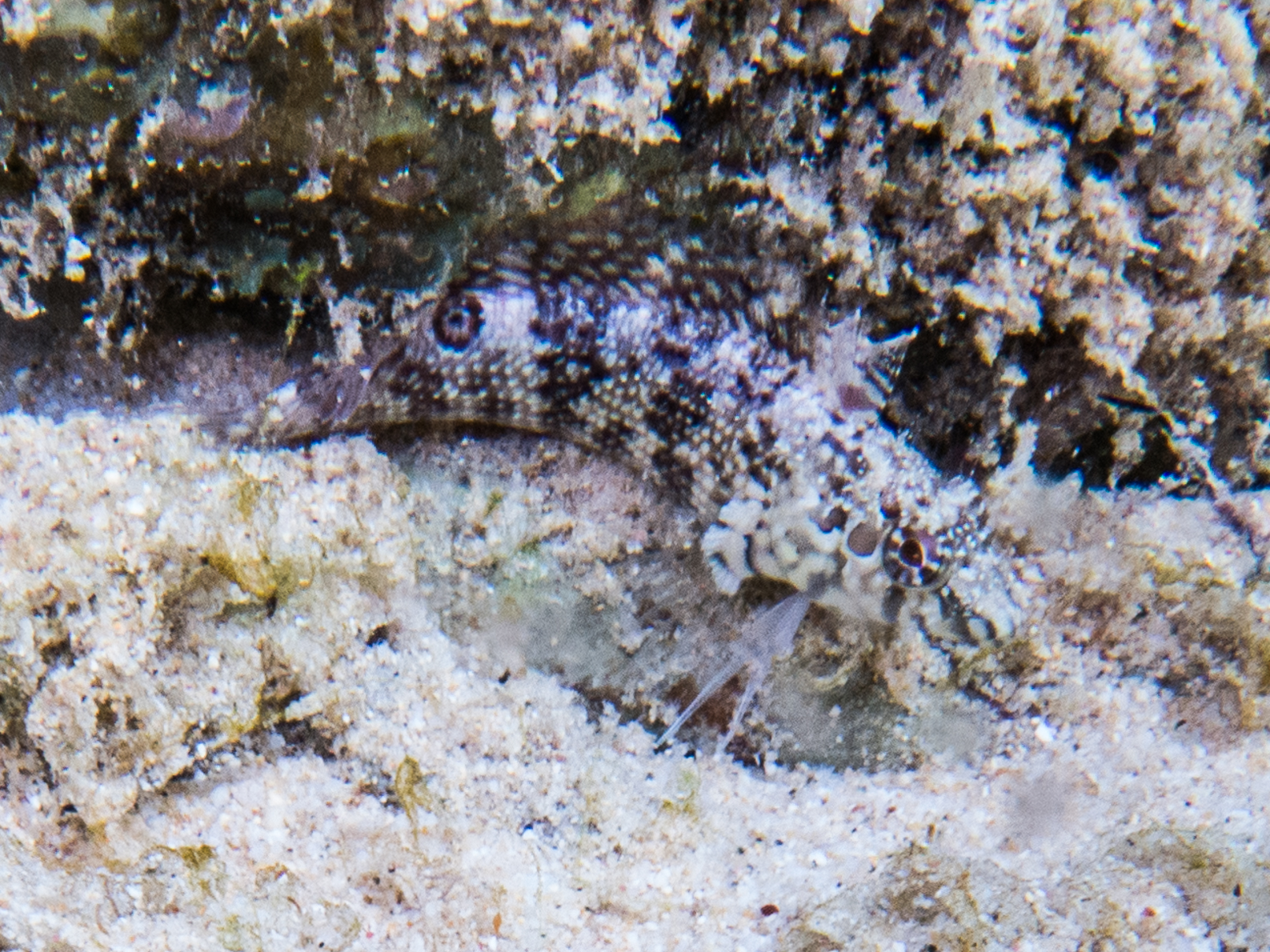 ภาพ ปลา gilli (Malacoctenus gilli)