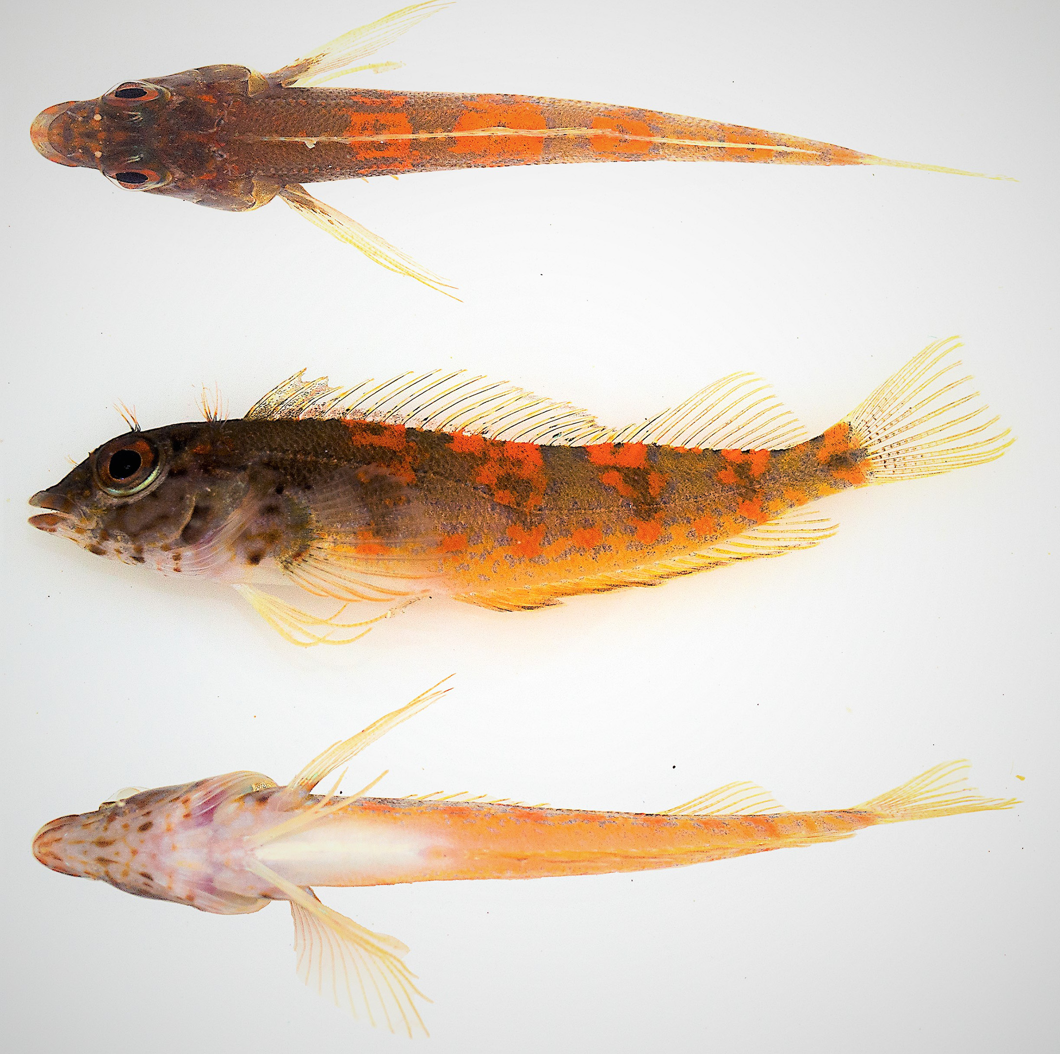 ภาพ ปลา lianae (Malacoctenus lianae)