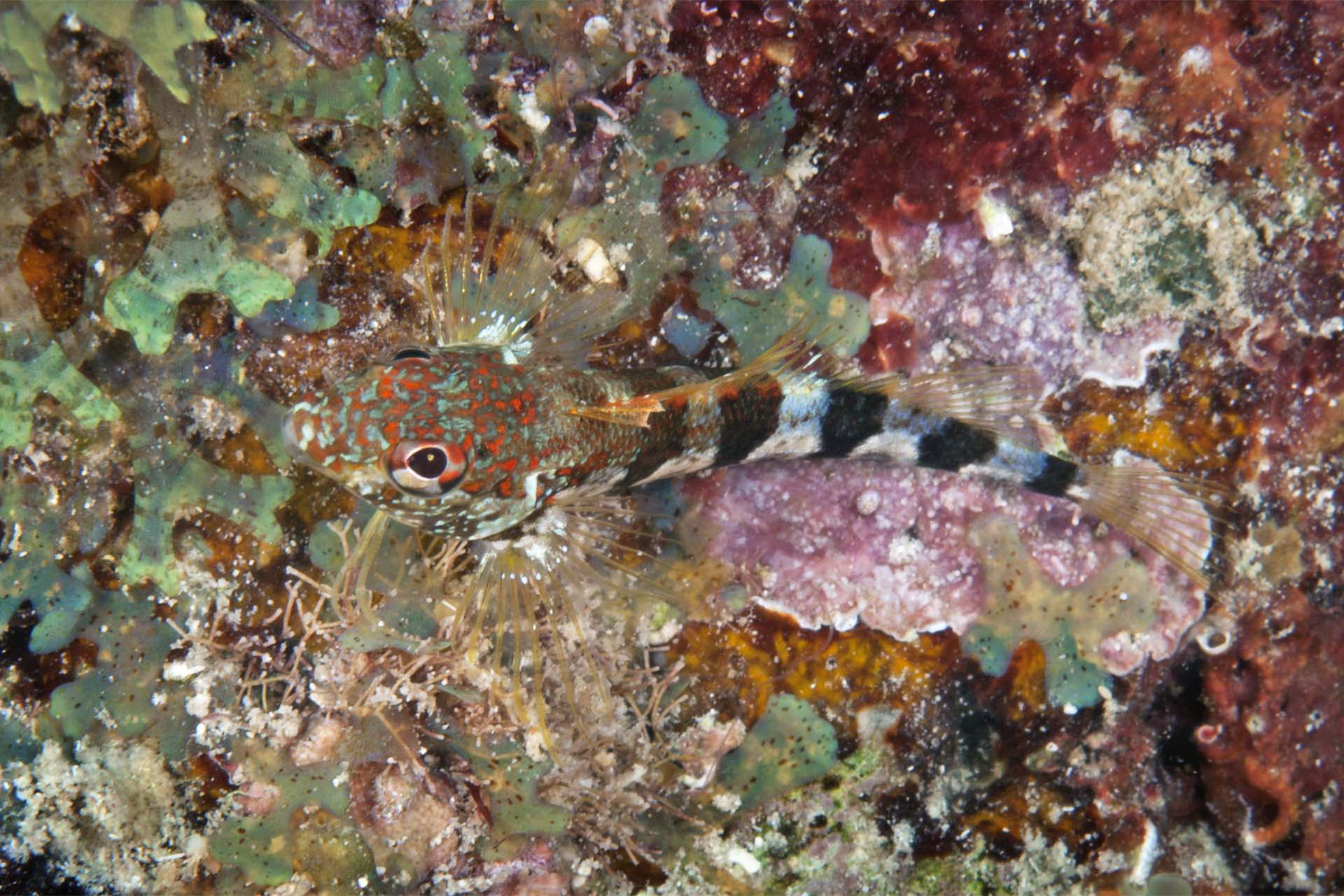ภาพ ปลา triangulatus (Malacoctenus triangulatus)