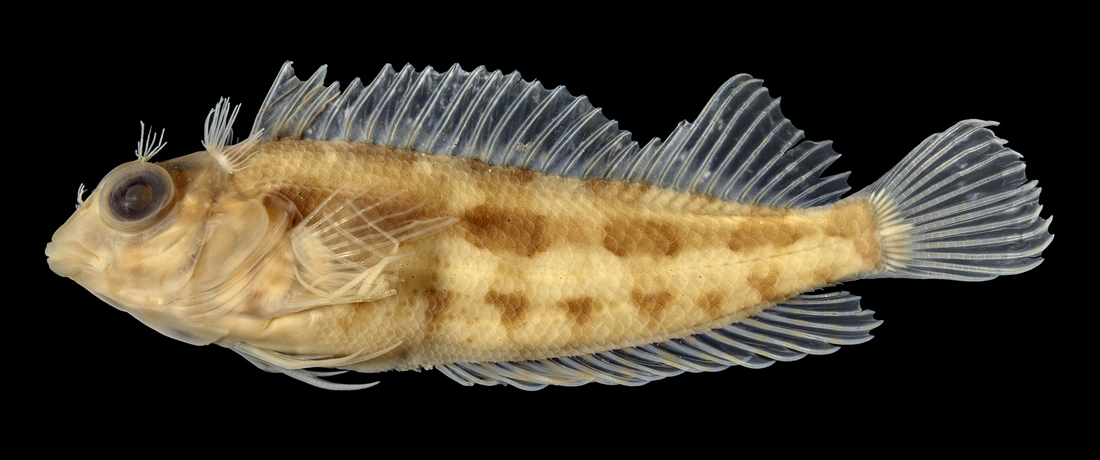 ภาพ ปลา zaluari (Malacoctenus zaluari)