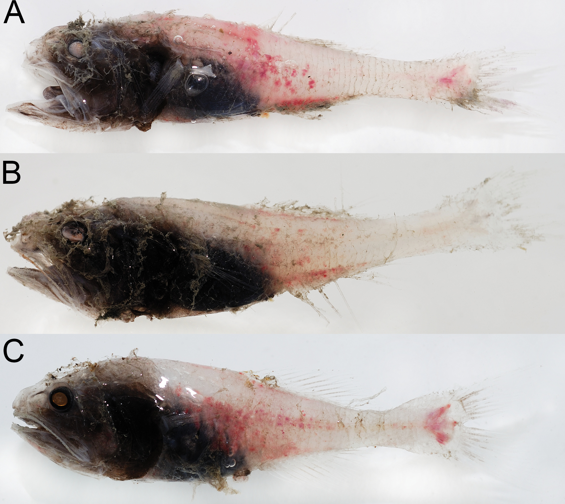 ภาพ ปลา macrostoma (Malacosarcus macrostoma)