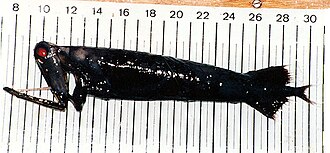 ภาพ ปลา niger (Malacosteus niger)