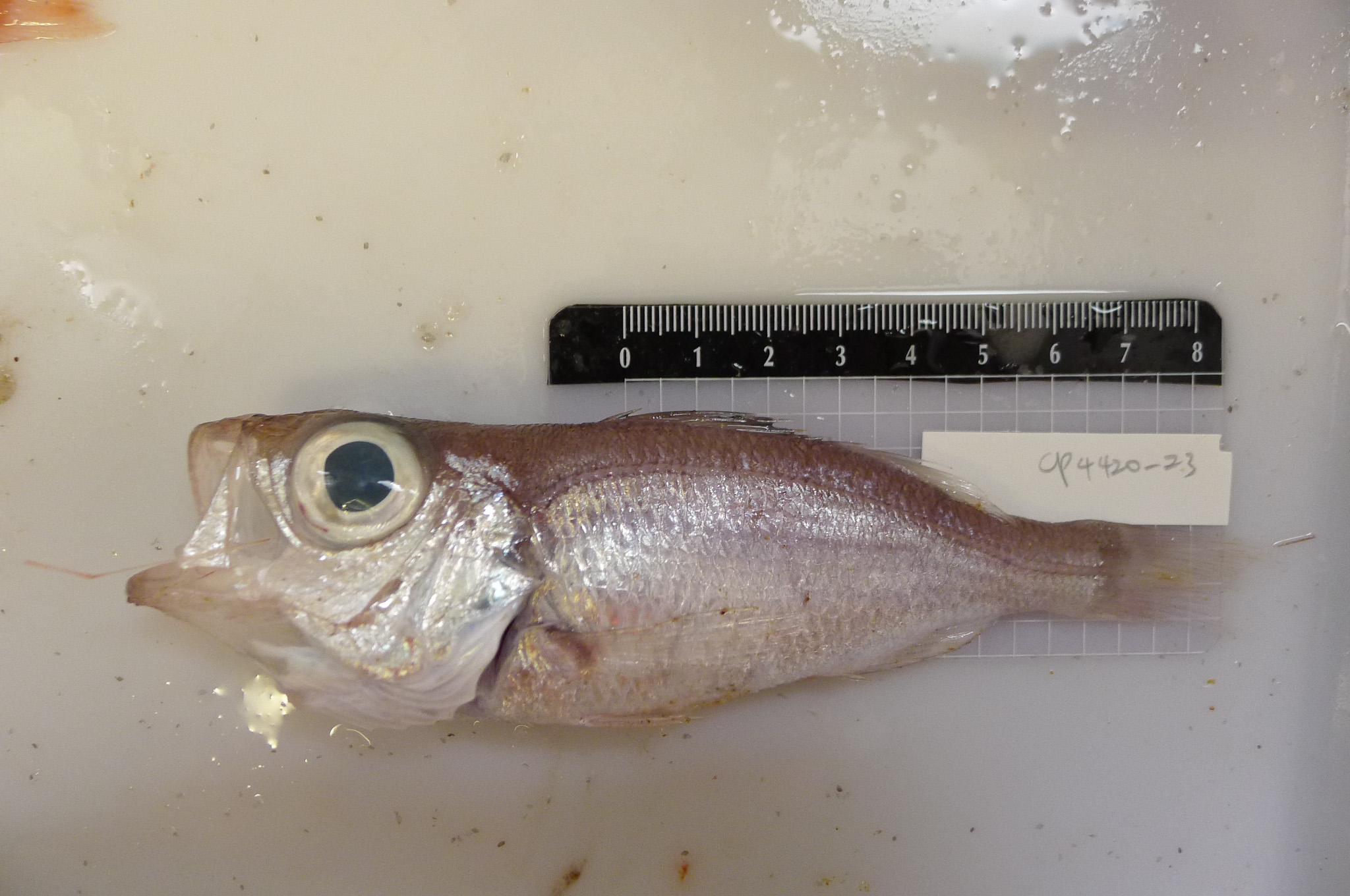 ภาพ ปลา barbatus (Malakichthys barbatus)